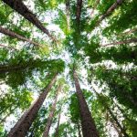 Country Biodiversity Analysis for Bosnia and Herzegovina