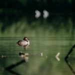 Analysis of pressures and impacts, risk assessment on surface and ground water bodies on Sava River