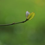 SME Western Balkans Go Green Programme